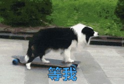 叶枫爆料边牧视频播放大全,边牧视频播放大全精彩瞬间