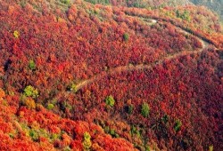 红色的山在线观看,在线探索红色山景的壮丽之旅