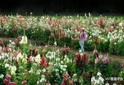 爆料半亩花田视频大全下载,下载攻略与热门内容一览